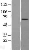 NPLOC4 Protein - Western validation with an anti-DDK antibody * L: Control HEK293 lysate R: Over-expression lysate