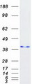 NPM1 / NPM / Nucleophosmin Protein - Purified recombinant protein NPM1 was analyzed by SDS-PAGE gel and Coomassie Blue Staining