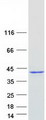 NPM1 / NPM / Nucleophosmin Protein - Purified recombinant protein NPM1 was analyzed by SDS-PAGE gel and Coomassie Blue Staining