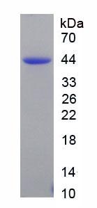 NPPB / BNP Protein - Recombinant Natriuretic Peptide Precursor B (NPPB) by SDS-PAGE