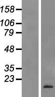 NPPC Protein - Western validation with an anti-DDK antibody * L: Control HEK293 lysate R: Over-expression lysate