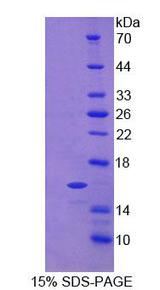 NPPC Protein - Recombinant C-Type Natriuretic Peptide By SDS-PAGE