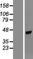 NPR2L / TUSC4 Protein - Western validation with an anti-DDK antibody * L: Control HEK293 lysate R: Over-expression lysate