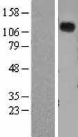 NPRA / NPR1 Protein - Western validation with an anti-DDK antibody * L: Control HEK293 lysate R: Over-expression lysate