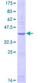 NPRA / NPR1 Protein - 12.5% SDS-PAGE Stained with Coomassie Blue.