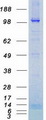 NPRA / NPR1 Protein - Purified recombinant protein NPR1 was analyzed by SDS-PAGE gel and Coomassie Blue Staining