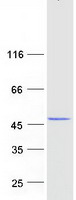 NPRL3 Protein - Purified recombinant protein NPRL3 was analyzed by SDS-PAGE gel and Coomassie Blue Staining