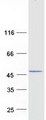 NPRL3 Protein - Purified recombinant protein NPRL3 was analyzed by SDS-PAGE gel and Coomassie Blue Staining