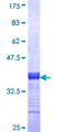 NPSR1 / NPSR / GPR154 Protein - 12.5% SDS-PAGE Stained with Coomassie Blue.