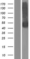 NPTN / SDR1 Protein - Western validation with an anti-DDK antibody * L: Control HEK293 lysate R: Over-expression lysate