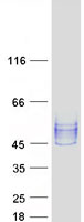 NPTN / SDR1 Protein - Purified recombinant protein NPTN was analyzed by SDS-PAGE gel and Coomassie Blue Staining