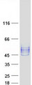 NPTN / SDR1 Protein - Purified recombinant protein NPTN was analyzed by SDS-PAGE gel and Coomassie Blue Staining