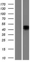 NPTX1 Protein - Western validation with an anti-DDK antibody * L: Control HEK293 lysate R: Over-expression lysate