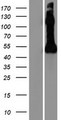 NPTX2 Protein - Western validation with an anti-DDK antibody * L: Control HEK293 lysate R: Over-expression lysate