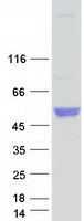 NPTX2 Protein - Purified recombinant protein NPTX2 was analyzed by SDS-PAGE gel and Coomassie Blue Staining