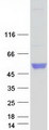 NPTX2 Protein - Purified recombinant protein NPTX2 was analyzed by SDS-PAGE gel and Coomassie Blue Staining