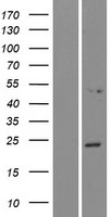 NPVF Protein - Western validation with an anti-DDK antibody * L: Control HEK293 lysate R: Over-expression lysate