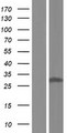 NQO1 Protein - Western validation with an anti-DDK antibody * L: Control HEK293 lysate R: Over-expression lysate
