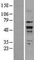 NR1A2 / THRB Protein - Western validation with an anti-DDK antibody * L: Control HEK293 lysate R: Over-expression lysate