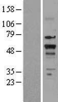 NR1A2 / THRB Protein - Western validation with an anti-DDK antibody * L: Control HEK293 lysate R: Over-expression lysate