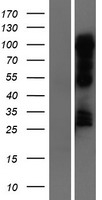 NR1D1 Protein - Western validation with an anti-DDK antibody * L: Control HEK293 lysate R: Over-expression lysate