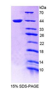 NR1D1 Protein - Recombinant Nuclear Receptor Subfamily 1, Group D, Member 1 (NR1D1) by SDS-PAGE