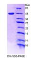 NR1D1 Protein - Recombinant Nuclear Receptor Subfamily 1, Group D, Member 1 (NR1D1) by SDS-PAGE