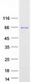 NR1H2 / LXR Beta Protein - Purified recombinant protein NR1H2 was analyzed by SDS-PAGE gel and Coomassie Blue Staining