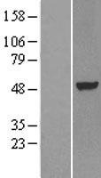 NR1H3 / LXR Alpha Protein - Western validation with an anti-DDK antibody * L: Control HEK293 lysate R: Over-expression lysate