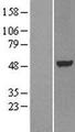 NR1H3 / LXR Alpha Protein - Western validation with an anti-DDK antibody * L: Control HEK293 lysate R: Over-expression lysate