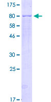 NR1H4 / FXR Protein - 12.5% SDS-PAGE of human NR1H4 stained with Coomassie Blue