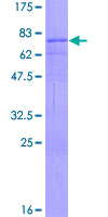 NR1I2 / PXR Protein - 12.5% SDS-PAGE of human NR1I2 stained with Coomassie Blue