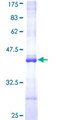 NR1I2 / PXR Protein - 12.5% SDS-PAGE Stained with Coomassie Blue.