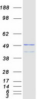 NR1I2 / PXR Protein - Purified recombinant protein NR1I2 was analyzed by SDS-PAGE gel and Coomassie Blue Staining