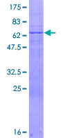 NR1I3 / CAR Protein - 12.5% SDS-PAGE of human NR1I3 stained with Coomassie Blue