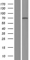 NR2C1 Protein - Western validation with an anti-DDK antibody * L: Control HEK293 lysate R: Over-expression lysate