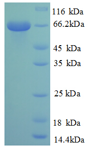 NR2C2 / TAK1 Protein
