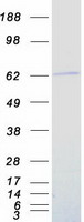 NR2C2 / TAK1 Protein - Purified recombinant protein NR2C2 was analyzed by SDS-PAGE gel and Coomassie Blue Staining