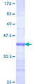 NR2E1 / TLX Protein - 12.5% SDS-PAGE Stained with Coomassie Blue.
