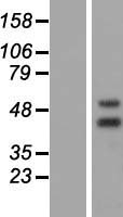 NR2E3 / PNR Protein - Western validation with an anti-DDK antibody * L: Control HEK293 lysate R: Over-expression lysate