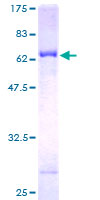 NR2E3 / PNR Protein - 12.5% SDS-PAGE of human NR2E3 stained with Coomassie Blue