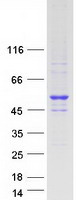 NR2E3 / PNR Protein - Purified recombinant protein NR2E3 was analyzed by SDS-PAGE gel and Coomassie Blue Staining