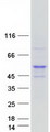 NR2E3 / PNR Protein - Purified recombinant protein NR2E3 was analyzed by SDS-PAGE gel and Coomassie Blue Staining