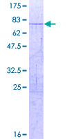 NR2F1 / Coup-TF Protein - 12.5% SDS-PAGE of human NR2F1 stained with Coomassie Blue