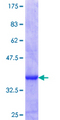 NR2F1 / Coup-TF Protein - 12.5% SDS-PAGE Stained with Coomassie Blue.