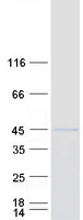 NR2F1 / Coup-TF Protein - Purified recombinant protein NR2F1 was analyzed by SDS-PAGE gel and Coomassie Blue Staining