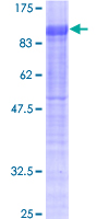 NR4A1 / NUR77 Protein - 12.5% SDS-PAGE of human NR4A1 stained with Coomassie Blue