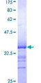 NR4A1 / NUR77 Protein - 12.5% SDS-PAGE Stained with Coomassie Blue.