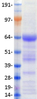 NR4A1 / NUR77 Protein - Purified recombinant protein NR4A1 was analyzed by SDS-PAGE gel and Coomassie Blue Staining