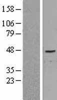 NR5A2 / LRH-1 Protein - Western validation with an anti-DDK antibody * L: Control HEK293 lysate R: Over-expression lysate